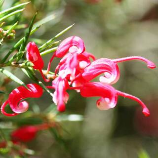 Grevillea John Evans