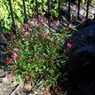 Gaura lindheimeri Pink