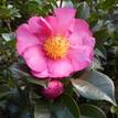 Camellia sasanqua Rose Ann