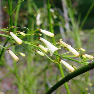 Russelia equisitiformis Lemon Falls