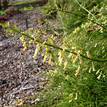 Russelia equisitiformis Lemon Falls