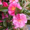 Camellia sasanqua Shishi Gashira