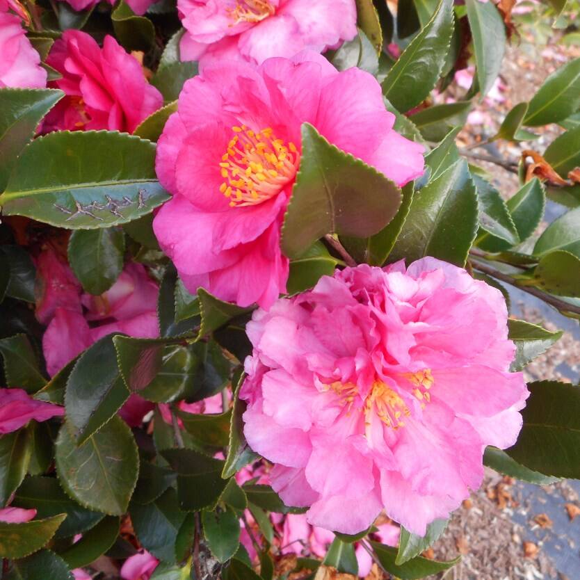 Camellia sasanqua Shishi Gashira Divine Plants Online Shop