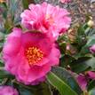 Camellia sasanqua Shishi Gashira