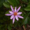 Grewia occidentalis Lavender Star