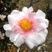 Camellia sasanqua Russhay