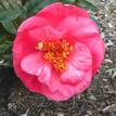 Camellia japonica Constance