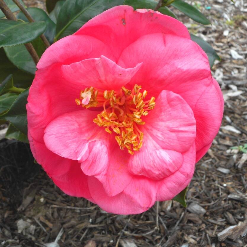 Camellia japonica Constance