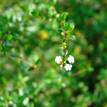 Serissa serissoides Little Star