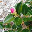 Camellia sasanqua Bonsai Baby