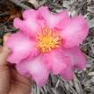 Camellia sasanqua Plantation Pink