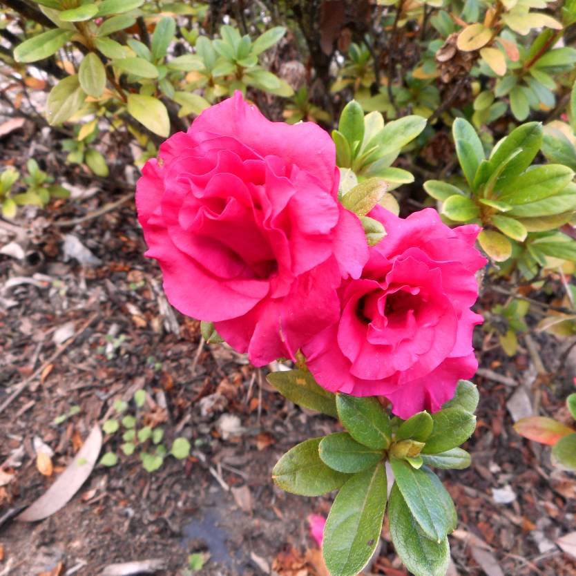 Azalea Prize – Divine Plants Online Shop