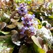 Ajuga reptans Burgundy Lace