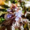 Ajuga reptans Burgundy Lace