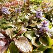 Ajuga reptans Burgundy Lace