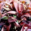 Cordyline fruticosa Purple Compacta