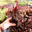 Cordyline fruticosa Purple Compacta