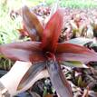 Cordyline fruticosa Purple Compacta