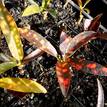 Codiaeum variegatum 'Pride of Naples'