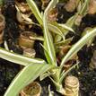 Dracaena deremensis 'Warneckii'