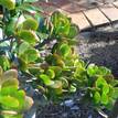 Crassula ovata 'Jade Plant'
