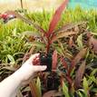 Cordyline fruticosa Green & Gold