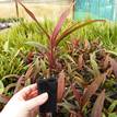 Cordyline fruticosa Green & Gold