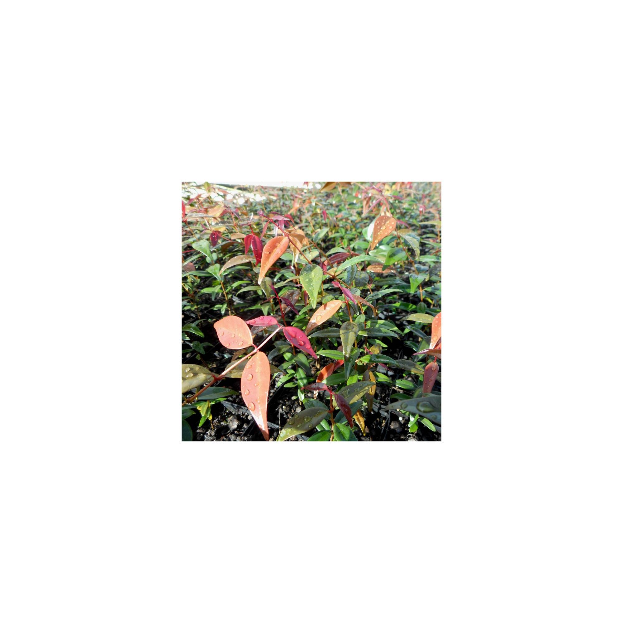 Syzygium luehmannii Divine Plants Online Shop
