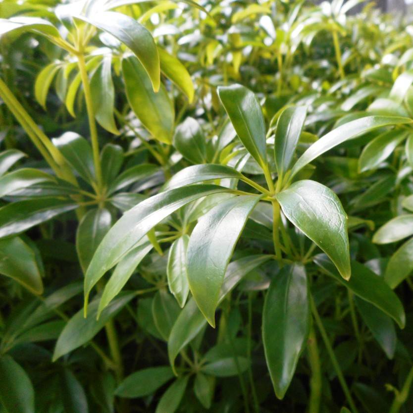 Schefflera arboricola