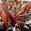 Cordyline fruticosa Karubra Black