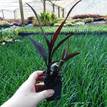 Cordyline fruticosa Karubra Black