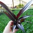 Cordyline fruticosa Karubra Black