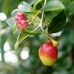 Syzygium australe Aussie Compact