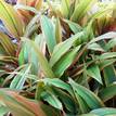 Cordyline fruticosa Early Morning Diamond