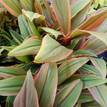 Cordyline fruticosa Early Morning Diamond