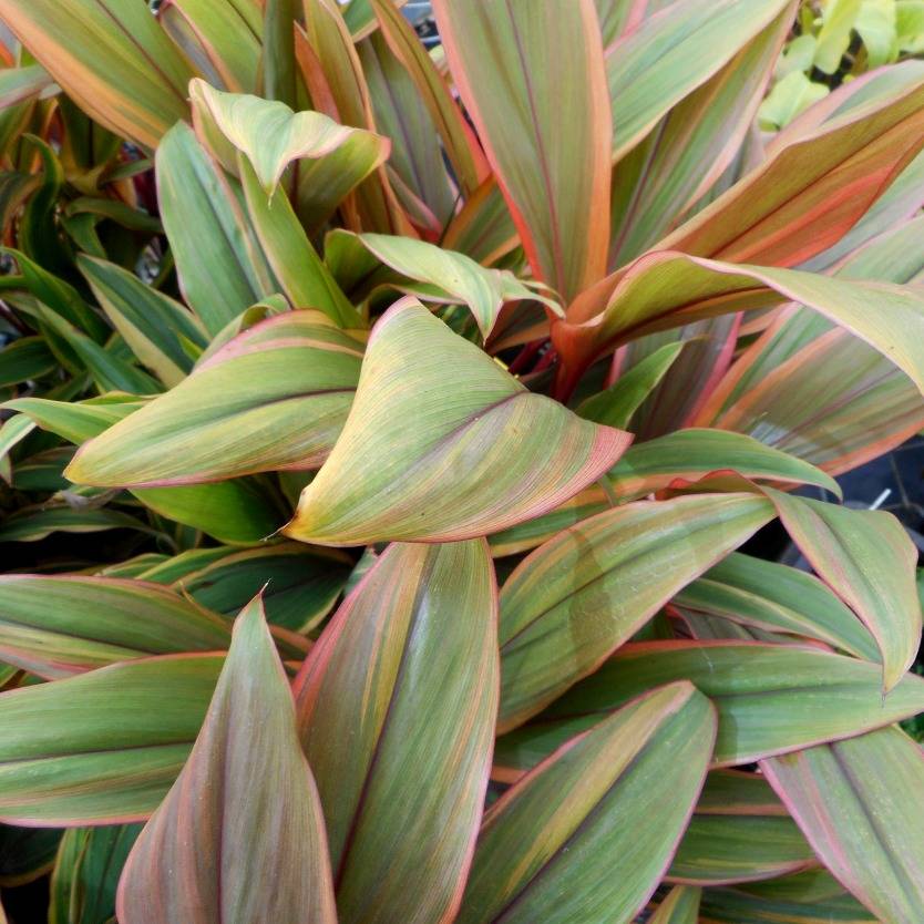 Cordyline fruticosa Early Morning Diamond
