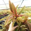 Cordyline fruticosa Early Morning Diamond