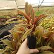 Cordyline fruticosa Early Morning Diamond