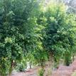 Syzygium australe Aussie Compact