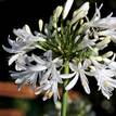 Agapanthus Getty White