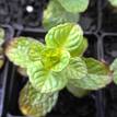 Mentha Piperita (Mint)