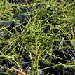 Casuarina glauca prostrate (75 mm round)