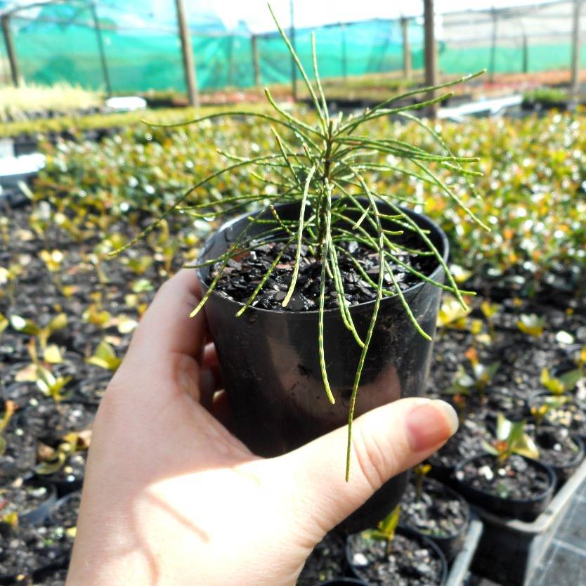 Casuarina glauca prostrate (75 mm round)