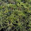 Casuarina glauca prostrate (75 mm round)