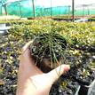 Casuarina glauca prostrate (75 mm round)