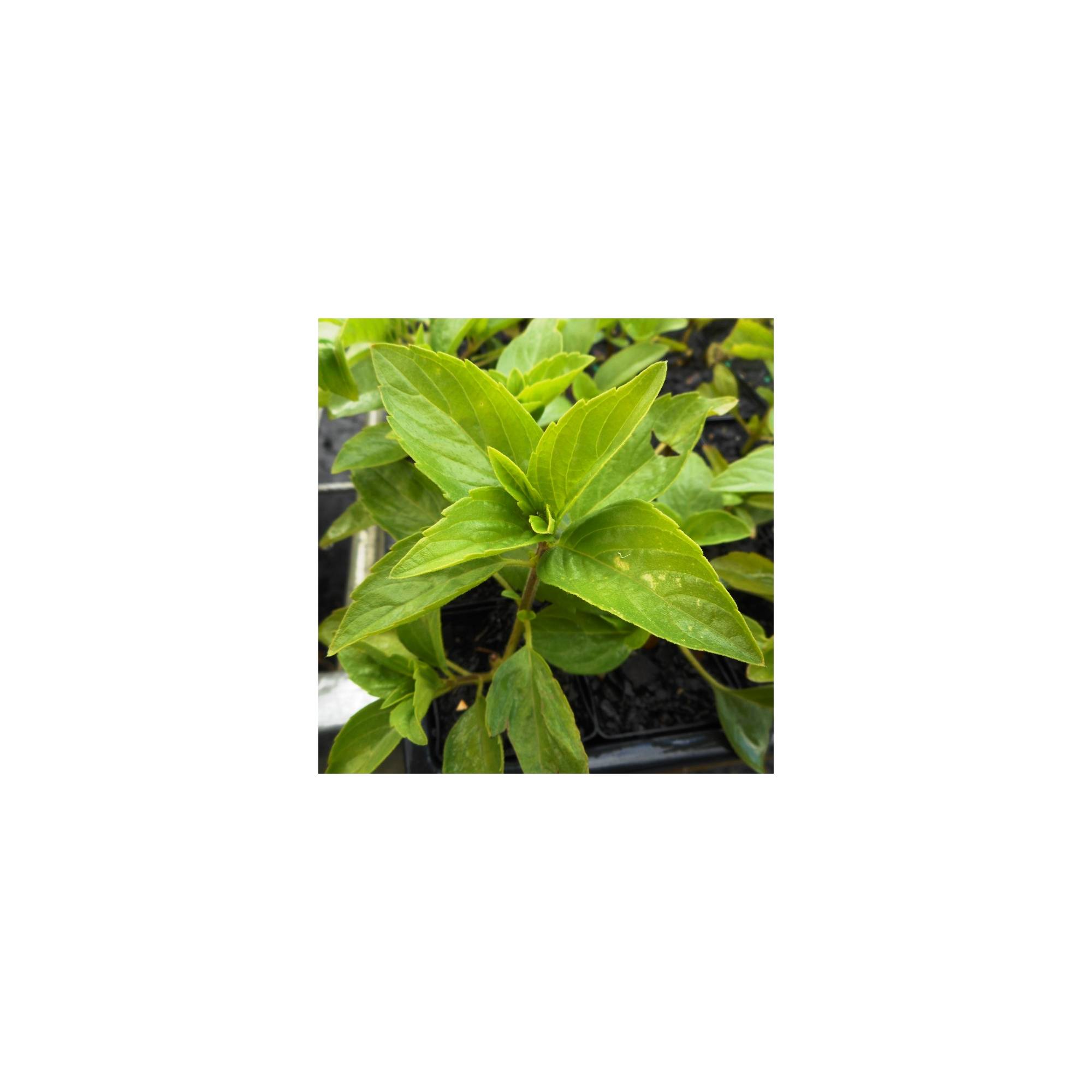 Common Basil Divine Plants Online Shop