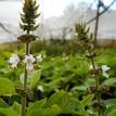 Common Basil