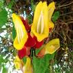 Thunbergia mysorensis