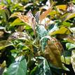 Trachelospermum jasminoides Variegata