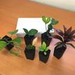 Indoor Plant Starter Kit